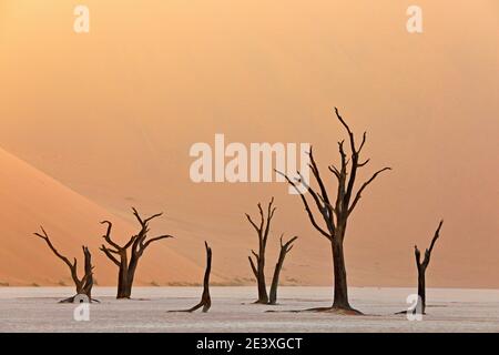 Deadvlei, orange dune with old acacia tree. African landscape from Sossusvlei, Namib desert, Namibia, Southern Africa. Red sand, biggest dun in the wo Stock Photo