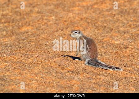 Cape ground squirrel, Xerus inauris, cute animal in the nature habitat, Spitzkoppe, Namibia in Africa. Squirrel sitting on the stone, sunny day in nat Stock Photo