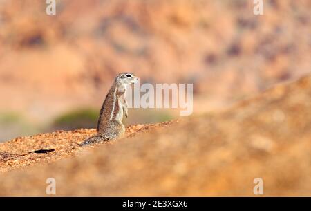 Cape ground squirrel, Xerus inauris, cute animal in the nature habitat, Spitzkoppe, Namibia in Africa. Squirrel sitting on the stone, sunny day in nat Stock Photo