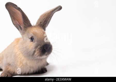 Fluffy brown pet rabbit on a white background with a place to text copy space. Stock Photo