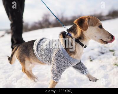 walk in the snow during winter with the small dog in a woolen clothes Stock Photo