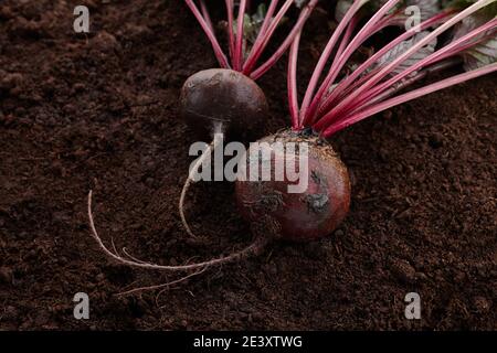 Fresh harvested beetroots. Organic beet on soil background. Stock Photo
