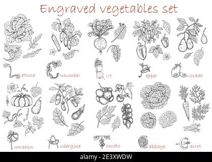 Design set with vegetables botanical collection isolated on white. Hand drawn engraved vector illustration, black and white line art, healthy eating, Stock Vector