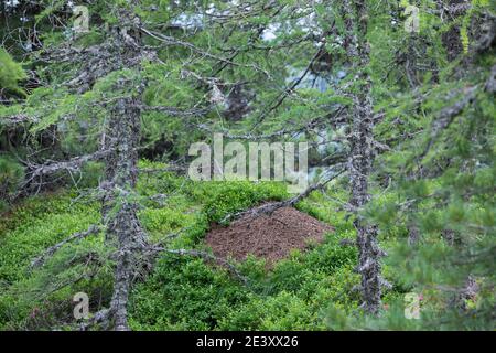 Waldameise, Waldameisen, Ameisenhaufen, Ameisenhügel, Ameisennest, Formica spec., wood ant, Wood Ants, anthill, formicary Stock Photo