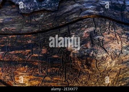 bark beetle tracks on a old tree trunk without a bark in a forest Stock Photo