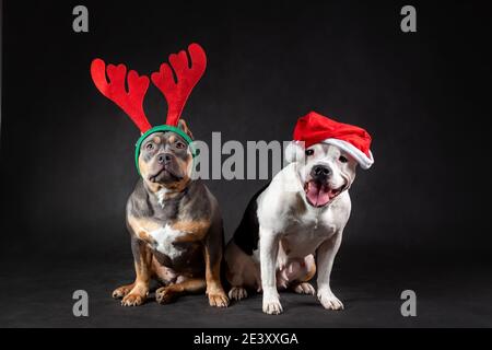 Two american bully female dogs wearing santa claus red hat and reindeer  horns sitting at black background. Pet portrait in merry christmas and happy Stock Photo