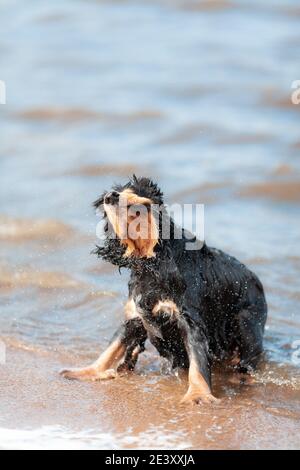 Black dog english cocker spaniel shakes of water splashes after swim Stock Photo