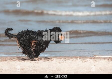 Black english cocker spaniel running fast and jumping on sand at sea coast. Active dog at nature. Stock Photo