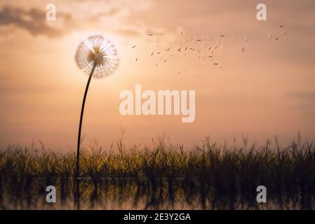 Dandelion clock seeds floating in the air, time or nature concept Stock ...