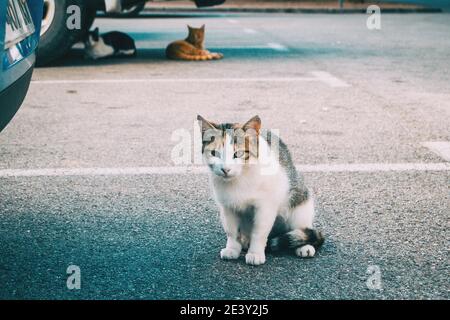 stray cat hiding in a corner of the city on a summer day Stock Photo