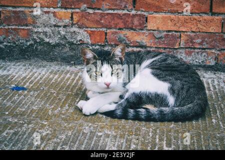 stray cat hiding in a corner of the city on a summer day Stock Photo