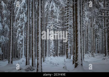 frosty winter landscape in snowy forest Stock Photo