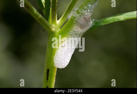 The nymphs of Spittle Bugs create a foam of sap and saliva to hide from predators, so they can develop into flying adults in relative safety Stock Photo