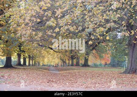 Abington Park Northampton view views parks stunning scene scenes brown leaves leaf path Autumn beautiful iron fence trees tree scenic England British Stock Photo