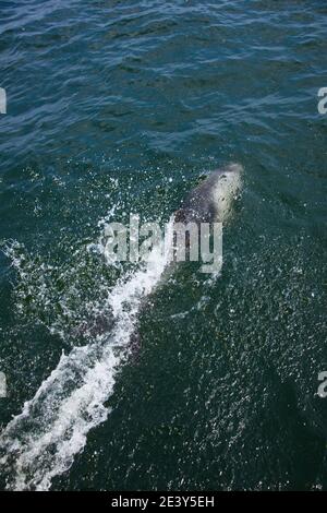 Delfin de Heaviside  Walvis Bay Namibia Africa Stock Photo