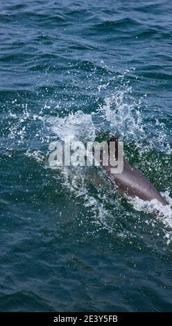 Delfin de Heaviside  Walvis Bay Namibia Africa Stock Photo