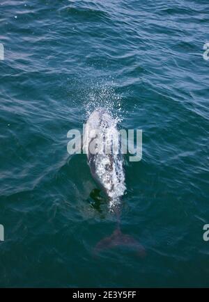 Delfin de Heaviside , Walvis Bay, Namibia, Africa Stock Photo