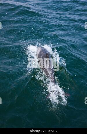 Delfin de Heaviside , Walvis Bay, Namibia, Africa Stock Photo