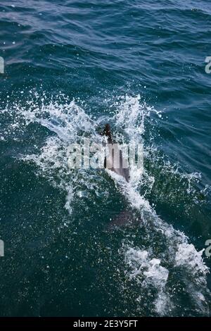 Delfin de Heaviside , Walvis Bay, Namibia, Africa Stock Photo