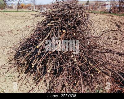 Pile of dry birch twigs isolated on white Stock Photo - Alamy