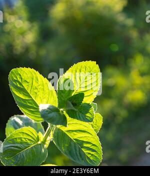Hold a sprig of fresh mint in your hand under the bright rays of the sun . Branch mint leaves isolated on grey background Stock Photo
