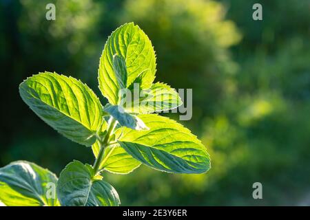 Hold a sprig of fresh mint in your hand under the bright rays of the sun . Branch mint leaves isolated on grey background Stock Photo