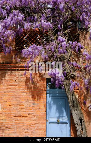 Beautiful blooming Wisteria plant over old house entrance. Stock Photo