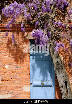 Beautiful blooming Wisteria plant over old house entrance. Stock Photo