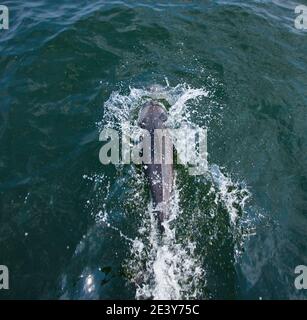 Delfin de Heaviside  Walvis Bay Namibia Africa Stock Photo