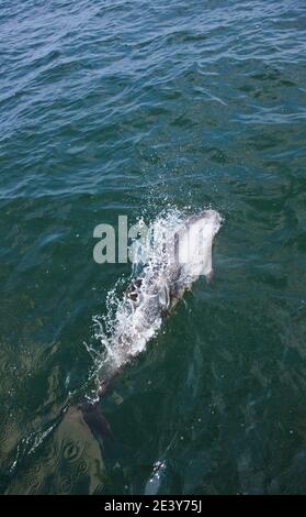 Delfin de Heaviside , Walvis Bay, Namibia, Africa Stock Photo