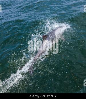 Delfin de Heaviside  Walvis Bay Namibia Africa Stock Photo