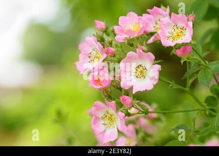 heritage rose,rambling rose,Rose Kew Rambler,Rosa Kew Rambler Stock Photo
