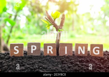 Dead plant branch with new leaves growing on soil with wooden blocks. Spring season new life, hope, healing and beginning concept. Stock Photo
