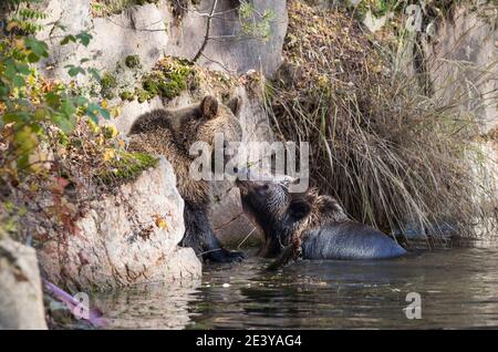 Braunbaer, Ursus arctos, brown bear Stock Photo