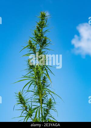 Young wild male hemp plant at blue sky background Stock Photo