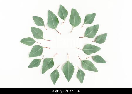 Round frame made green leaves eucalyptus populus isolated on white background. Flat lay, top view Stock Photo