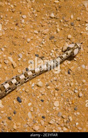 Vibora sopladora cornuda (Bitis caudalis), Desierto del Namib, Namibia ...