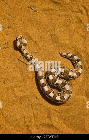 Vibora sopladora cornuda (Bitis caudalis), Desierto del Namib, Namibia ...