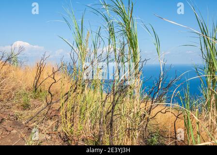 Typical vegetation on Stromboli island Stock Photo