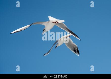In the cloudless blue sky, two seagulls are floating in space with their wings spread. Stock Photo