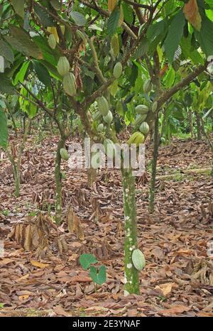 Cocoa (Theobroma cacao) pods growing on tree in a Cocoa plantation  Atewa farmland, Ghana               February Stock Photo