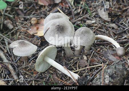 Tricholoma scalpturatum, known as the Yellowing Knight, wild mushroom from Finland Stock Photo