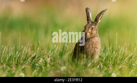 Little brown hare sitting on grassland in spring nature Stock Photo