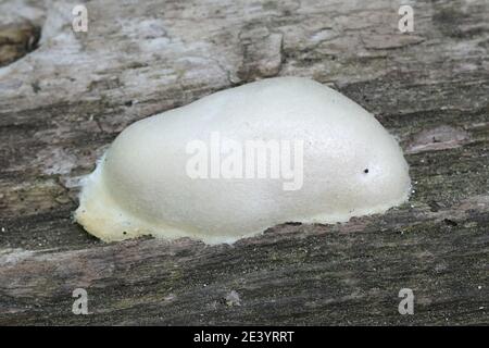 Reticularia lycoperdon (Enteridium lycoperdon), the false puffball slime mold Stock Photo