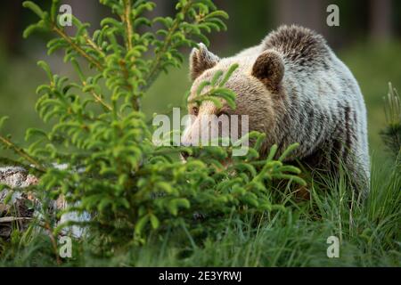 Brown bear hiding behind a spruce tree in spring nature Stock Photo