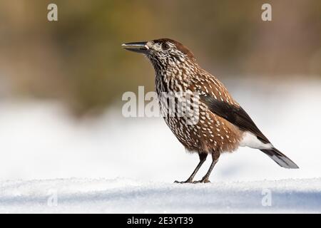 Spotted nutcracker looking on snow in wintertime nature Stock Photo