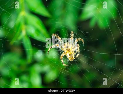 large orb weaver spider on its web in a garden, close up Stock Photo