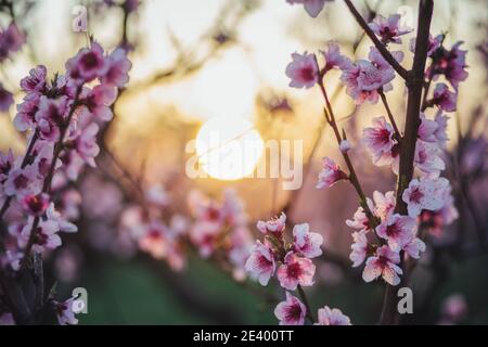 Blooming peach trees close up. Pink flowers against the sunset with shallow depth of field. Spring background image Stock Photo