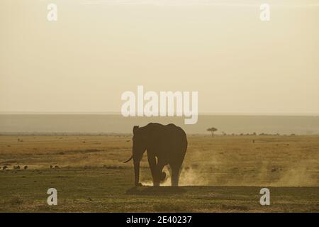 One elephant kicking the dust in the grass, silhouette shot. Large numbers of animals migrate to the Masai Mara National Wildlife Refuge in Kenya, Afr