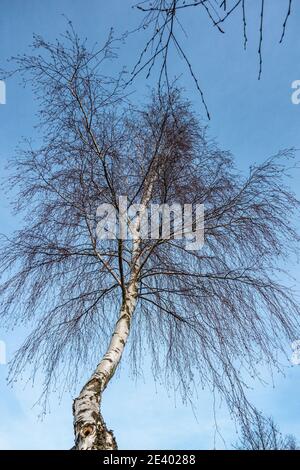 Silver Birch tree silhouetted against the winter blue sky Stock Photo